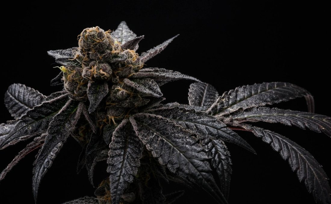 Sugarbud flower