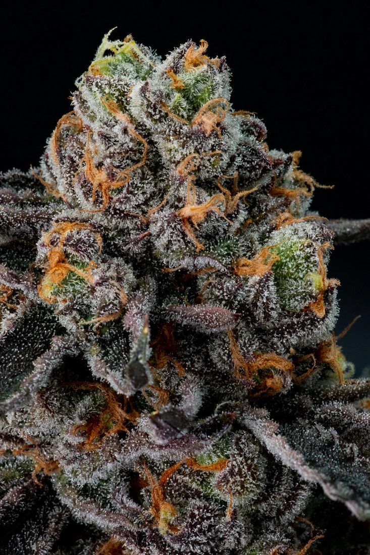 Grape Head flower